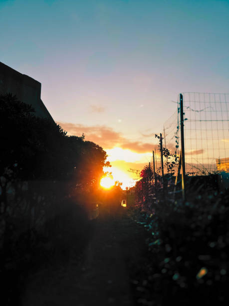 istock The yellow of the sun 1816974990
