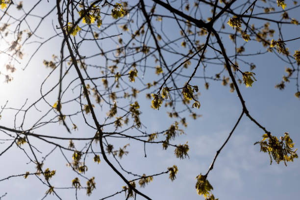istock a flowering maple tree in the spring season, a spring park 1816976785
