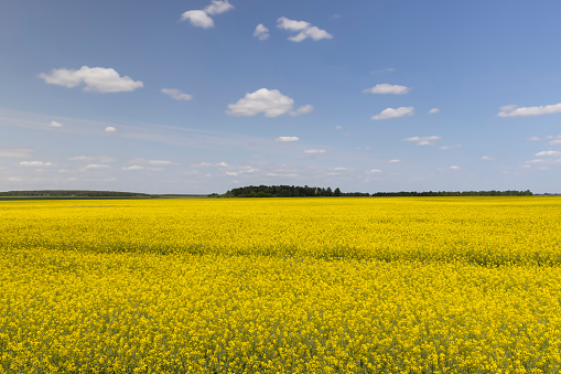 agricultural field with yellow flowering rapeseed, a field in spring during the flowering of rapeseed