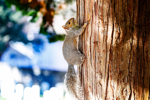squirrel walking on the tree