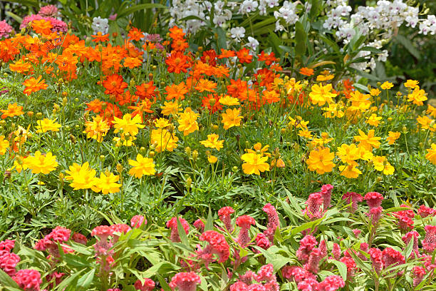 istock flower in garden 181698459