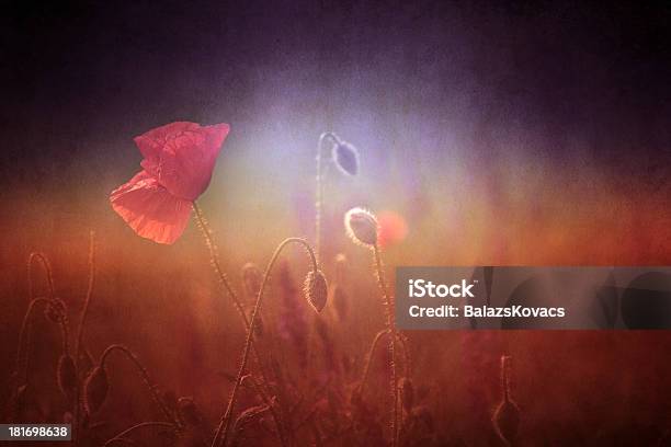 Vintage Foto De Papoila Com Velho Papel Textura - Fotografias de stock e mais imagens de Amor - Amor, Beleza natural, Botânica - Ciência de plantas