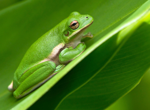An American Green Tree Frog rests between on a leaf in a garden.