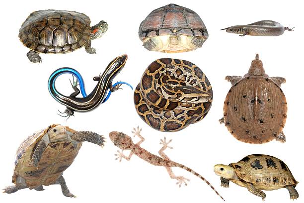 istock wild animal collection reptile 181698842