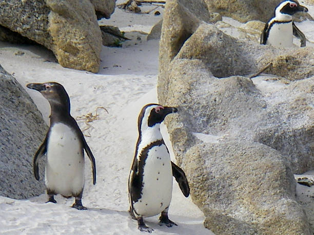 Jackass Penguins in the MPA (Marine Protected Area) near Simons Town in Table Mountain National Park east of Cape Town South Africa.  They are walking among boulders on a white sandy beach.