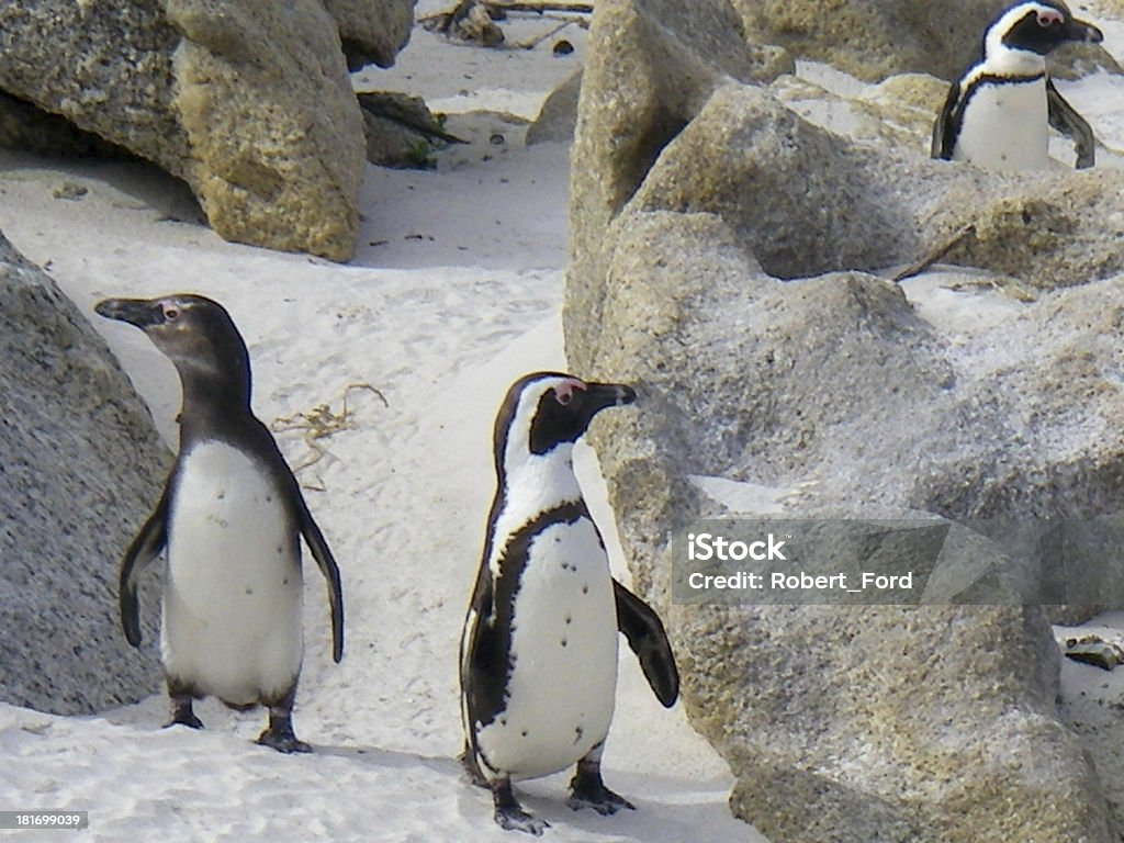 Penguin MPA (Marine Protected Area) near Simonstown ZA Jackass Penguins in the MPA (Marine Protected Area) near Simons Town in Table Mountain National Park east of Cape Town South Africa.  They are walking among boulders on a white sandy beach. City Stock Photo