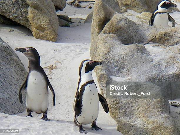 Penguin Mpa Near Simonstown Za Stock Photo - Download Image Now