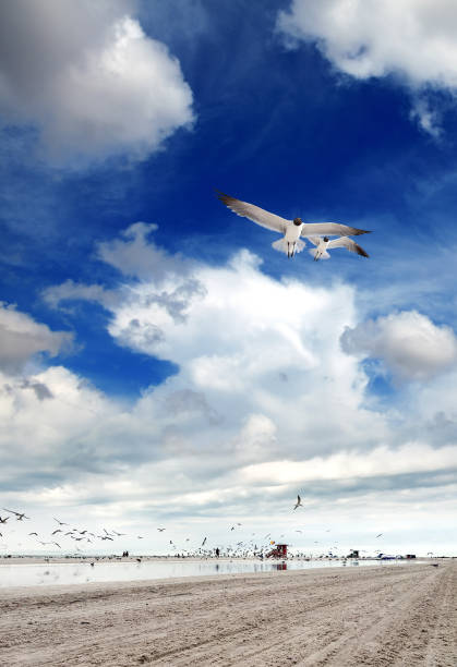 istock Flock of bird and people at sandy tropical beach 1816990550