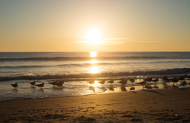 istock Birds at Sunrise in Florida 181699128