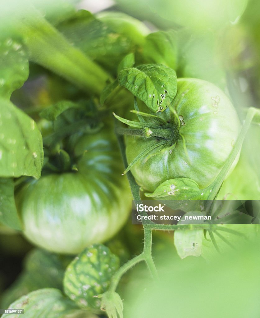 Tomates frescos no jardim - Foto de stock de Alimentação Saudável royalty-free