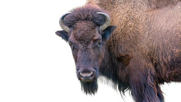 istock Adult Bison Isolated on White 181699199