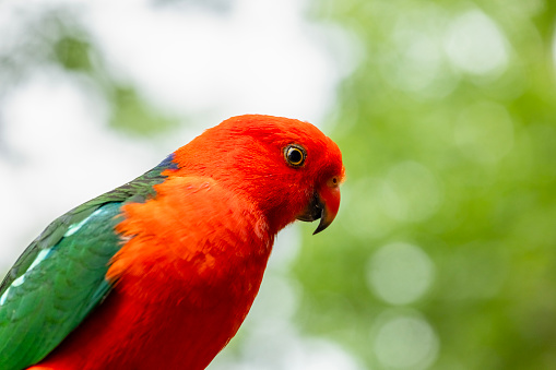 Sun conjure parrot with selective focus background and copy space