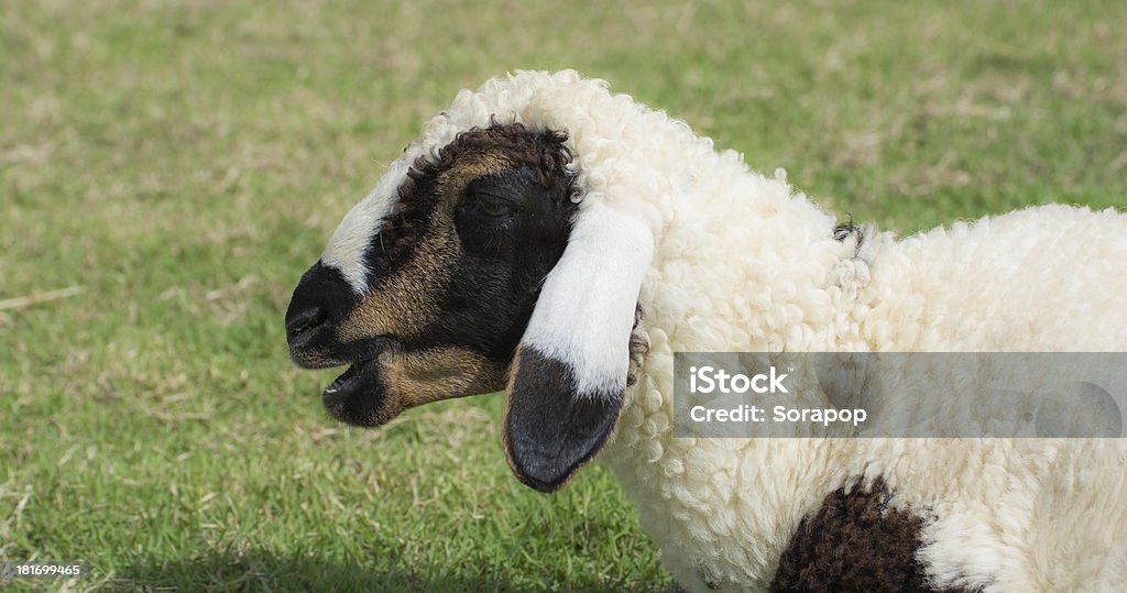 Allevamento ovino - Foto stock royalty-free di Agnello - Animale