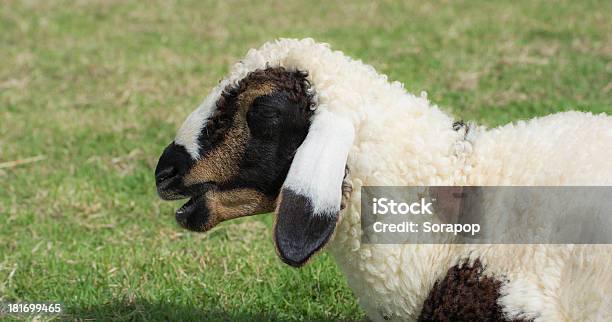 Allevamento Ovino - Fotografie stock e altre immagini di Agnello - Animale - Agnello - Animale, Ambientazione esterna, Animale