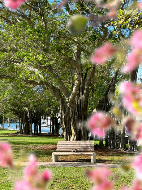 gran árbol tropical y banco de parque en parque público - root tree sarasota tropical climate fotografías e imágenes de stock