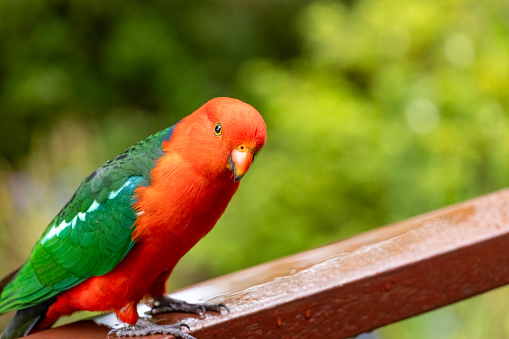 red and green Sun Conure parrot eat feed on branch, pet and animal concept