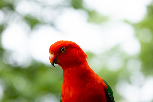 Closeup beautiful King Parrot, background with copy space, full frame horizontal composition