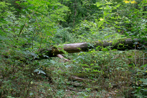 fallen tree in the thicket of forest