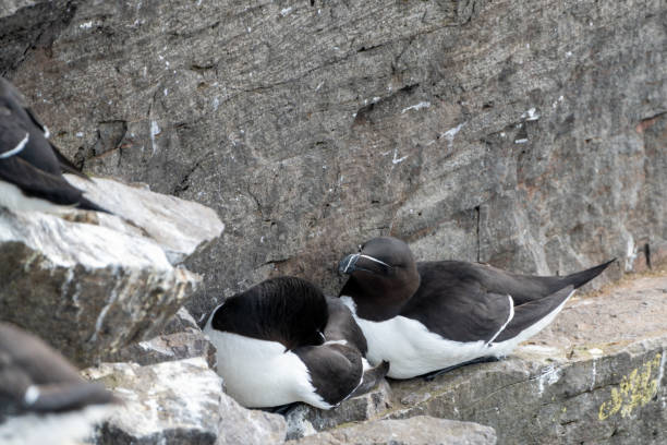 istock Razorbill birds, nesting on the cliffs of Latrabjarg Iceland 1817025272