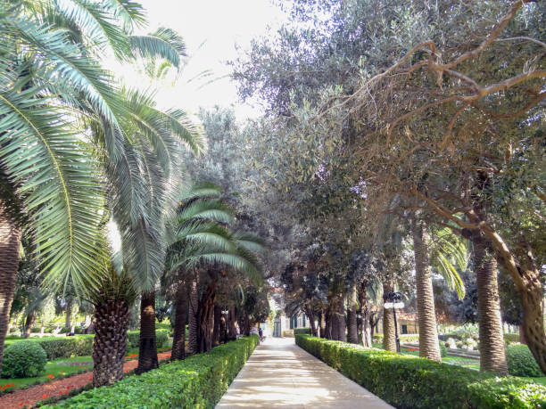 istock Path in the park with flowers and palm trees 1817027179