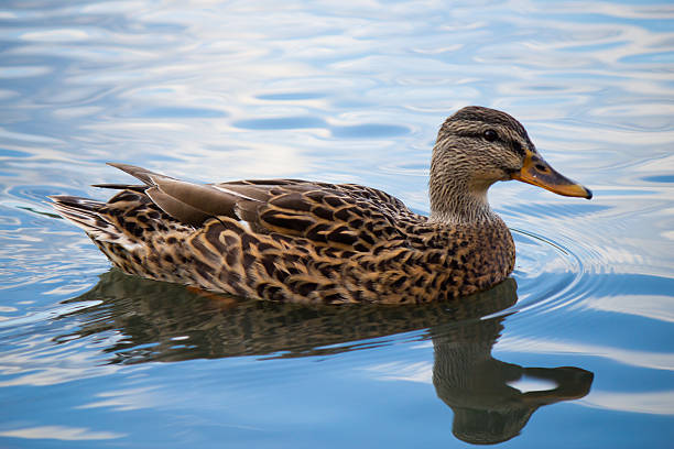 istock Female mallard duck on a pond 181702992