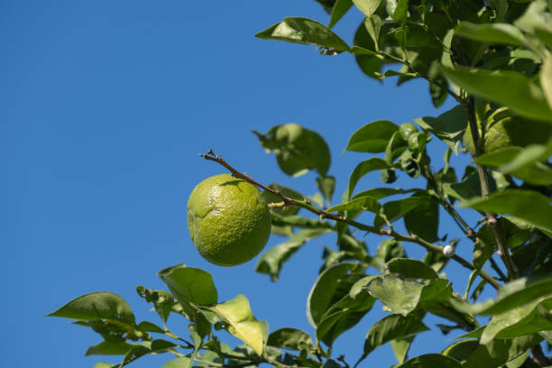 unripe green citrus fruit and leaves.
