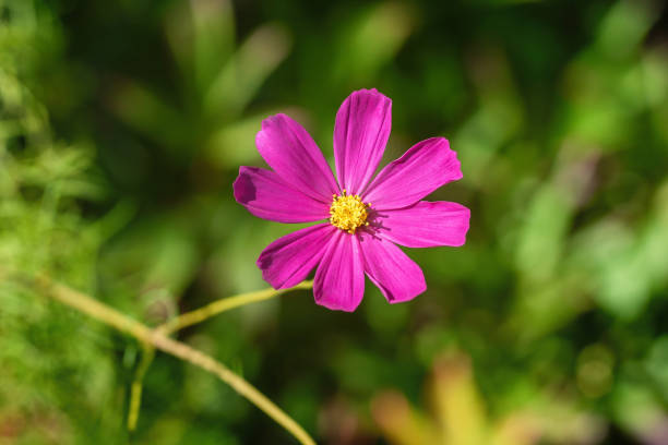istock Purple cosmos flower on blurred green background. 1817031642