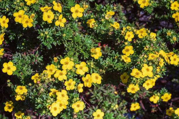 istock Yellow Potentilla flowers on a sunny day. 1817033768