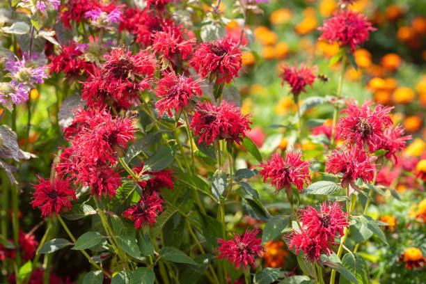 fleurs de monarda rouge dans le jardin d’été. - beebalm photos et images de collection