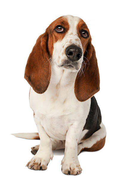 istock Basset Hound Sitting, looking at camera, isolated on white 181704218