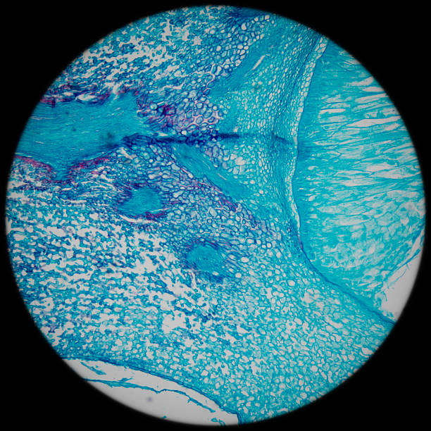 microscopía maíz embrión - endosperm fotografías e imágenes de stock