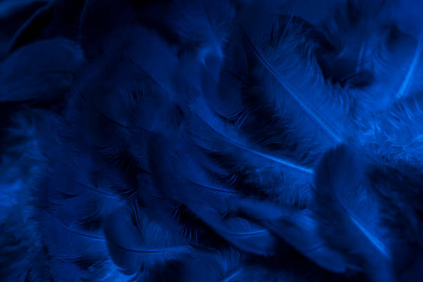 istock blue feather pigeon macro photo. texture or background 1817060611