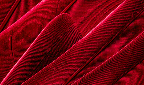 istock blue feather pigeon macro photo. texture or background 1817060619