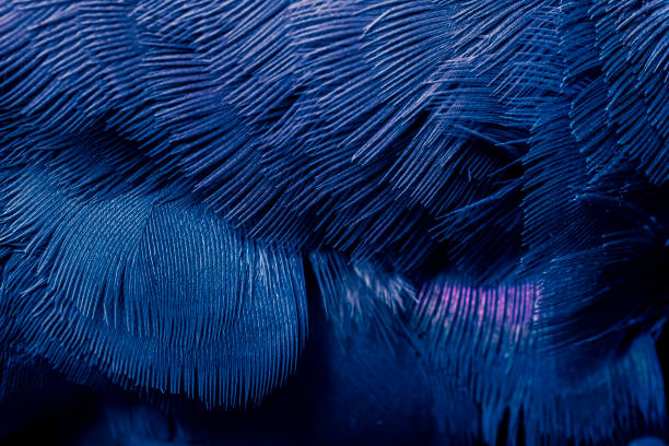 istock blue feather pigeon macro photo. texture or background 1817060626
