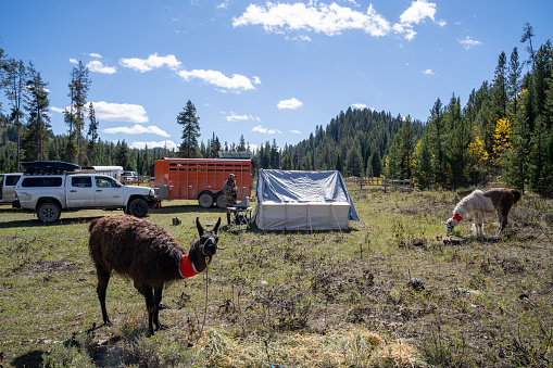 Wyoming, USA - September 23, 2023: Llamas at a hunting base camp (mule deer hunting) in Wyoming