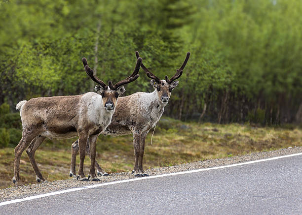Two reindeer ready to cross the road in Lapland. stock photo