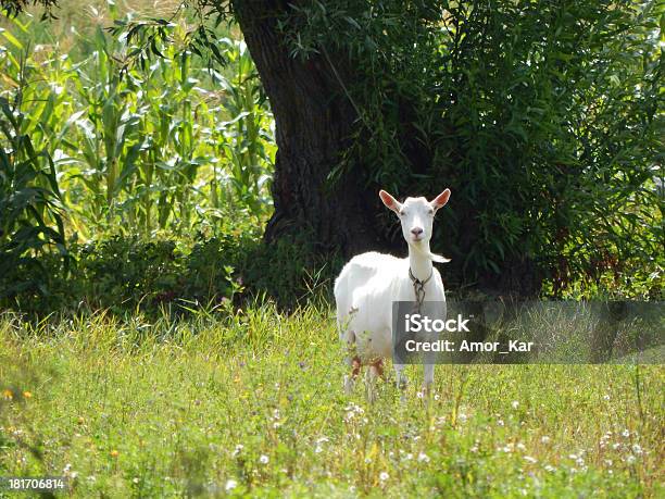 Capra - Fotografie stock e altre immagini di Agricoltura - Agricoltura, Ambientazione esterna, Animale