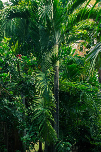 istock Lush Greenery 

Tropical rainforest