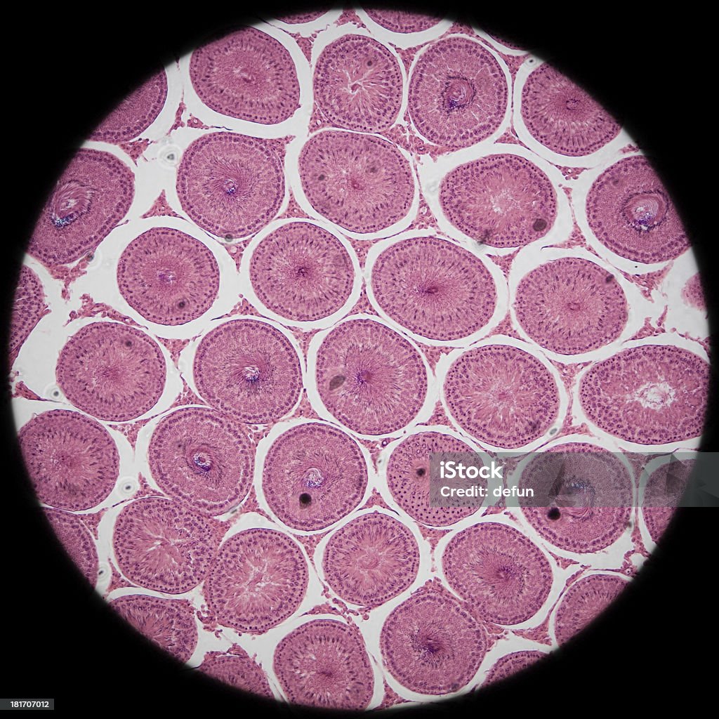 顕微鏡のセクション睾丸 T.S ティッシュペーパー - クローンのロイヤリティフリーストックフォト
