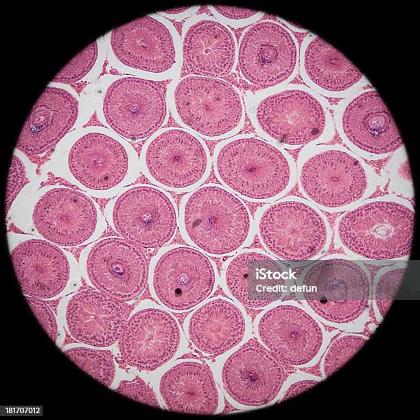 顕微鏡のセクション睾丸 Ts ティッシュペーパー - クローンのストックフォトや画像を多数ご用意 - クローン, 実験室, 小型のネズミ