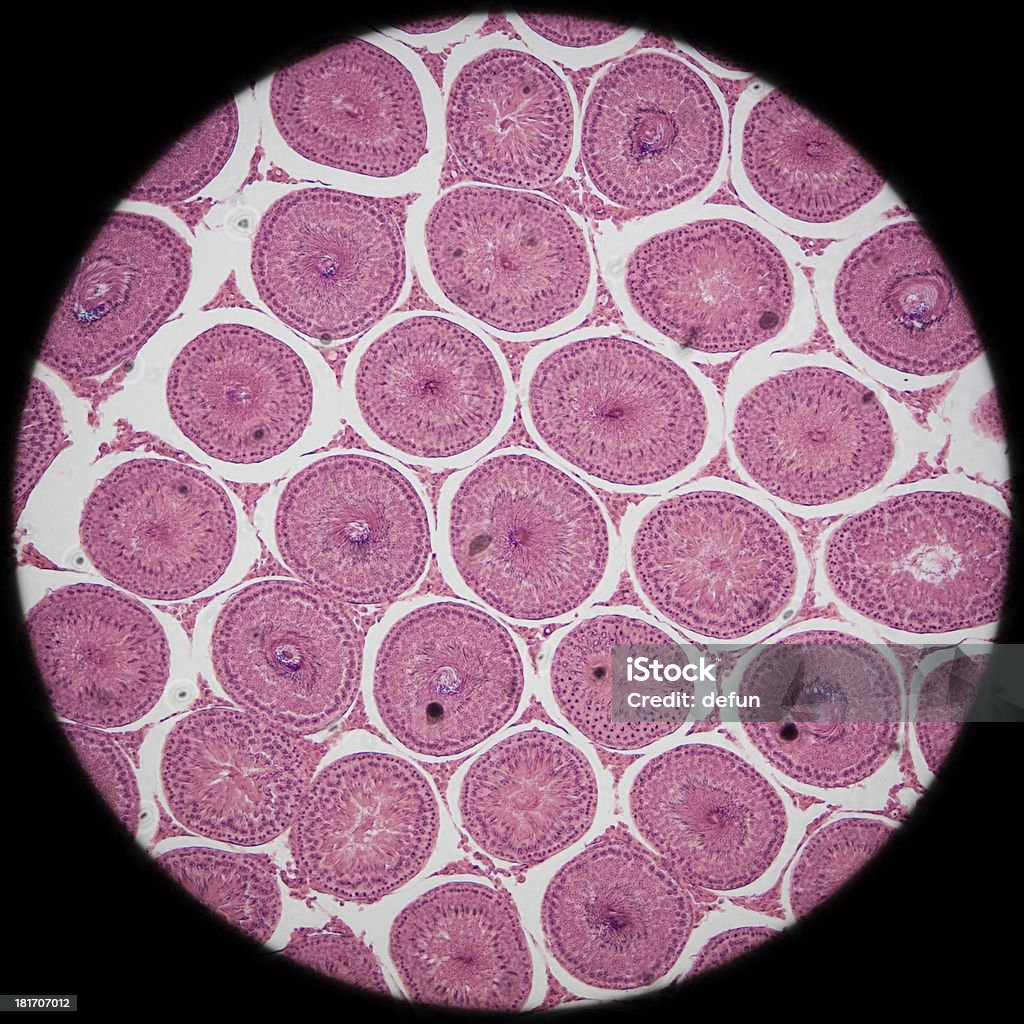 Mikroskopowe części Jądro T.S tkanki - Zbiór zdjęć royalty-free (Histologia)