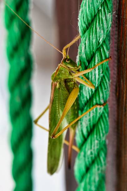 cavalletta sulla foglia, foto come sfondo - cricket locust grasshopper insect foto e immagini stock