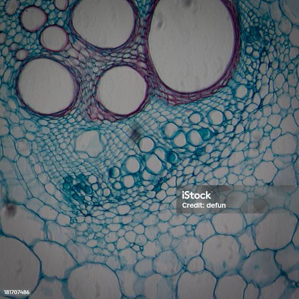 현미경 검사 현미경 공장요 조직 줄기 중 펌프킨 단면도에 대한 스톡 사진 및 기타 이미지 - 단면도, 과학 현미경 사진, 식물 줄기