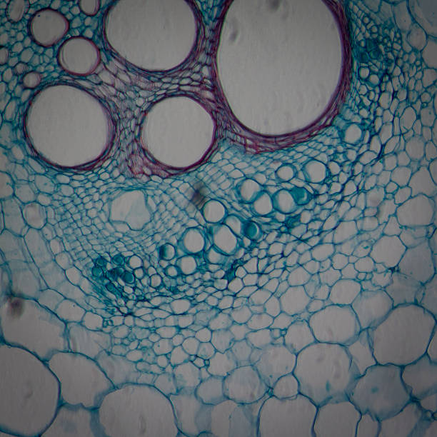 microscopy micrograph plant tissue, stem of pumpkin stock photo