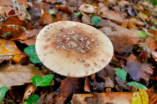 Close up of a mature specimen of Amanita Pantherina, also known as Panther Cap, showing a flattened cap covered in warts