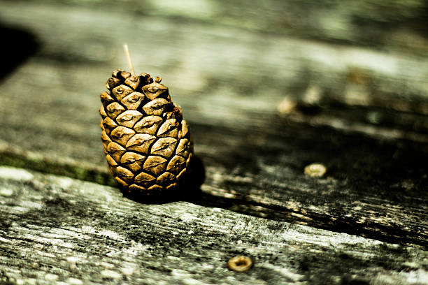 pine cone stock photo