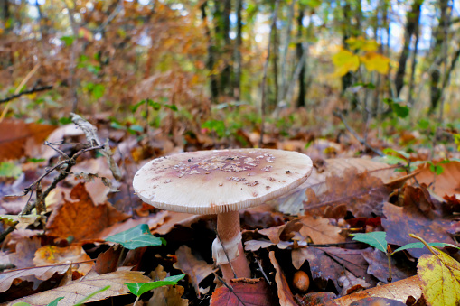 Close up of a mature specimen of Amanita Pantherina, also known as Panther Cap, showing a flattened cap covered in warts and the veil on its stem