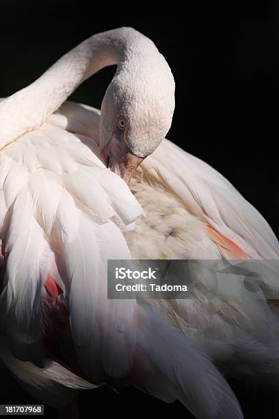 Flamingo Foto de stock y más banco de imágenes de Adulto maduro - Adulto maduro, Agua, Ala de animal