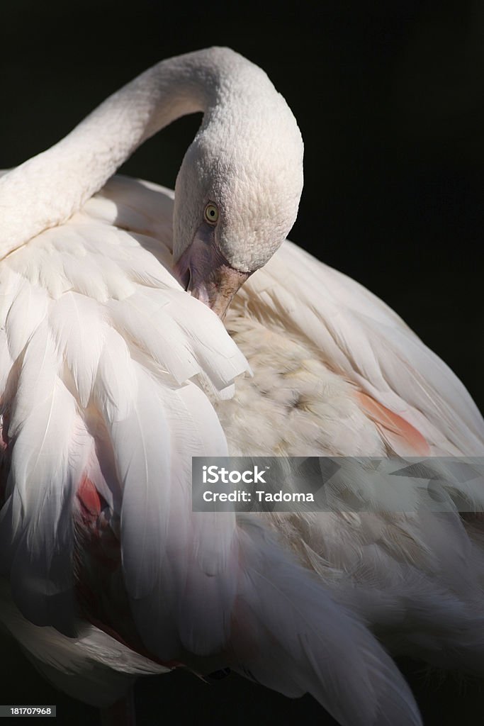 フラミンゴ(Phoenicopterus roseus ) - アフリカのロイヤリティフリーストックフォト