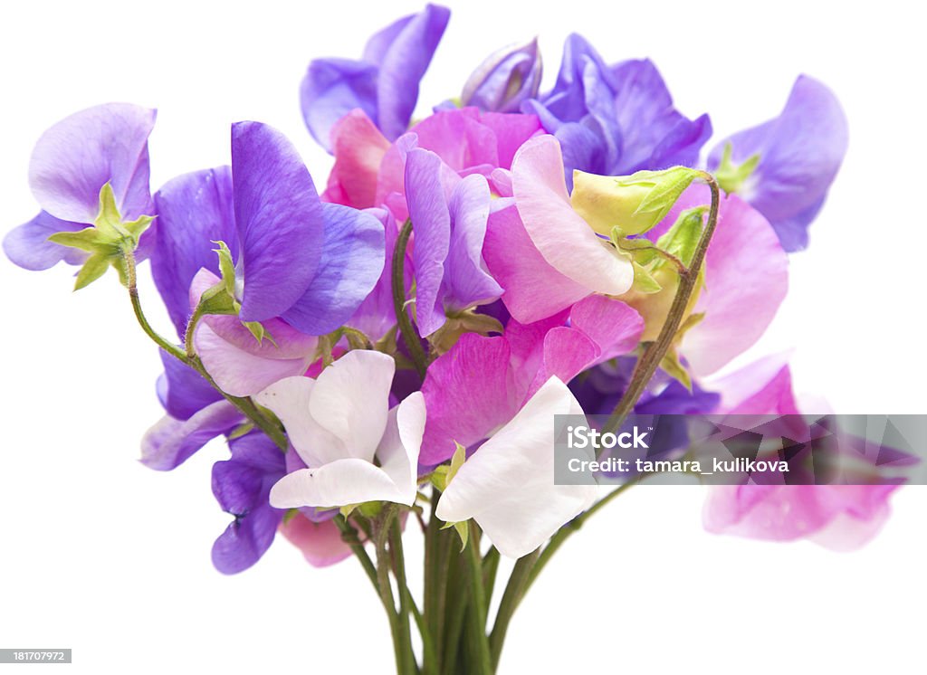 Sweet Pea Stock Photo - Download Image Now - Sweetpea, Bouquet, Scented -  iStock